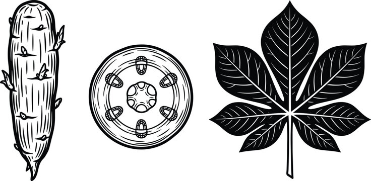 Botanical Hand Drawn Cassava Root Set Featuring Whole Tuber, Cross Section Slice, and Palmate Leaf Silhouette for Organic Food, Agriculture, and Natural Product Designs