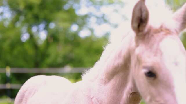 Young palomino Barb foal walking curiously across pasture while accompanied by attentive adult mares