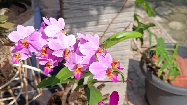 Footage of orchids blooming in the morning is very popular with small creatures such as insects who want to land on the flowers.