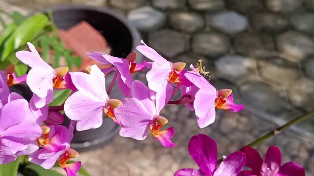 4K footage of an orchid blooming in summer in a home garden