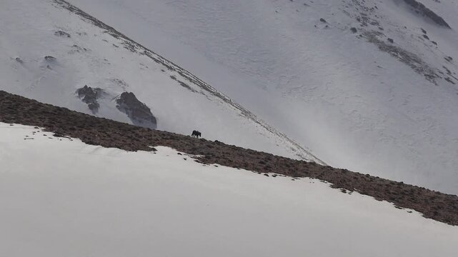 Wild horses roam across snowy mountain slopes in winter wilderness under harsh alpine conditions. Feral equines move through frozen highlands where survival instinct shapes untamed life.