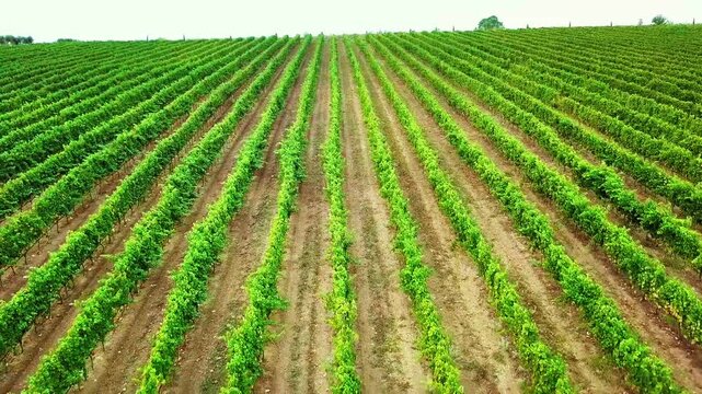 Expansive Vineyard Landscape with Lush Green Rows of Grapes in Bright Natural Light in Greece