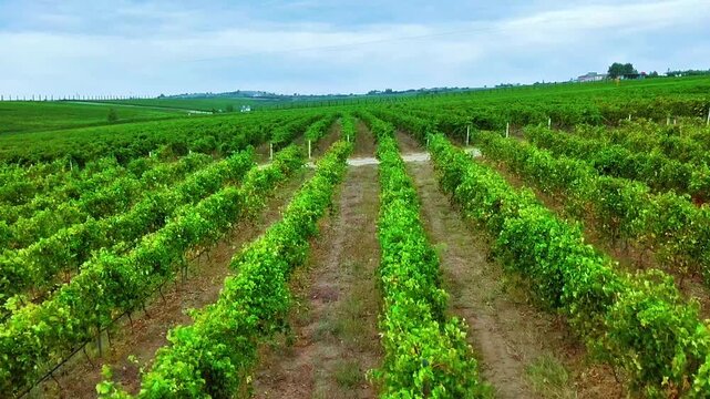 Exploring Lush Vineyards: Rows of Green Vines Stretching Across the Landscape in Overcast Skies in Greece