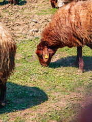 Naklejka premium Sheep with brown wool eating grass in open field