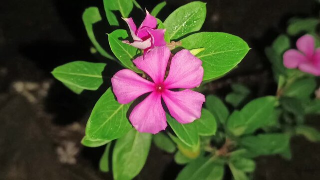 slow motion footage of a beautiful purple flower at night