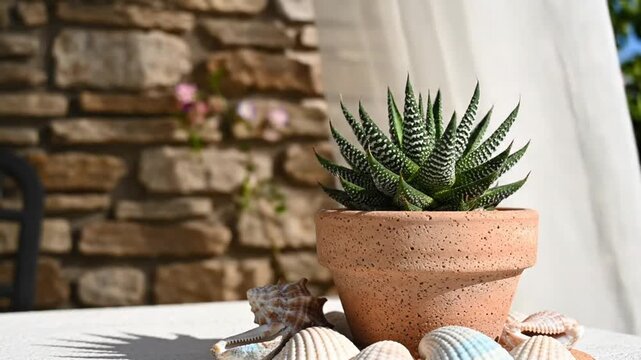 Tranquil outdoor scene with a potted zebra plant, seashells, and rustic stone background in bright sunlight.