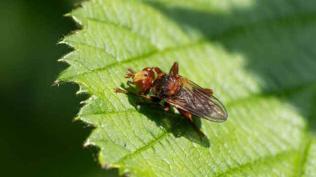 Bio Diversity - Insects - Andrena scotica - Chocolate Mining-Bee on a green Leaf