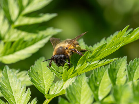 Bio Diversity - Insects - Andrena scotica - Chocolate Mining-Bee on a green Leaf