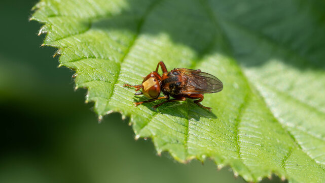 Bio Diversity - Insects - Andrena scotica - Chocolate Mining-Bee on a green Leaf