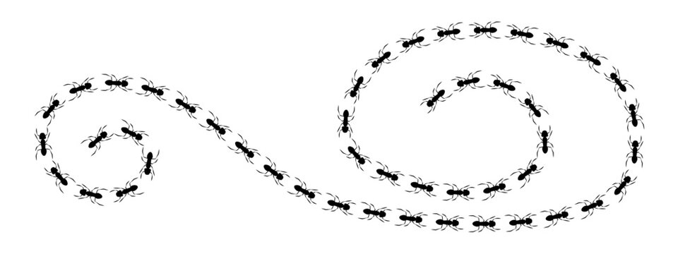 Spiral black print track shows ants walking in a wavy curved line vector illustration