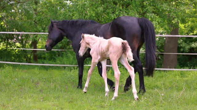 One week old palomino Barb colt exploring pasture beside protective mares during sunny spring morning