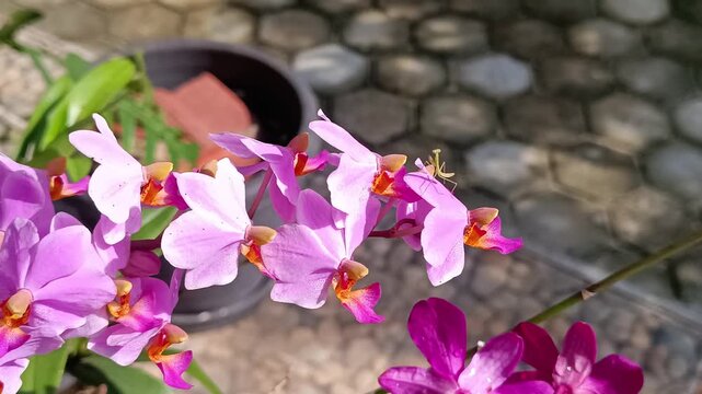 4k footage of a purple orchid flower with white patterns and a small grasshopper perched on it