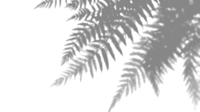 Reed Shadow Overlay Transparent Mockup Background Texture Grass Vertical Sunlight Dappled Elegant Botanical Realistic Natural PNG