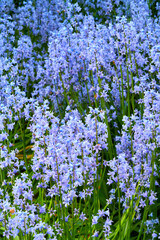 Naklejka premium Garden, bluebell and plants with outdoor for nature, growth and colorful blossom in spring season. Petals, flowers and floral background for park, botany and sustainability with natural environment