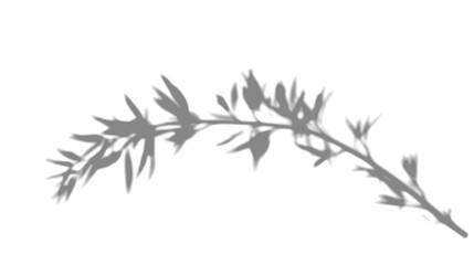 Fototapeta premium Shadow Overlay Fern Frond Transparent Mockup Background Texture Botanical Lush Sunlight Dappled Tropical Realistic Natural PNG