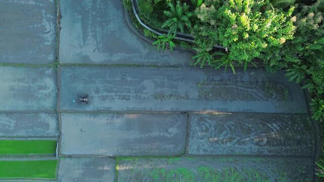 Aerial View of Rice Planting Activity in Bantul, Yogyakarta, Farmer Working in Lush Paddy Fields