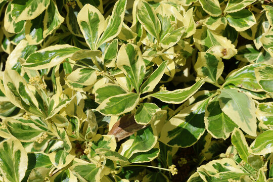 Euonymus fortunei 'Silver Queen'. Close up of variegated, green with creamy margins spindle foliage and creamy white flowers.