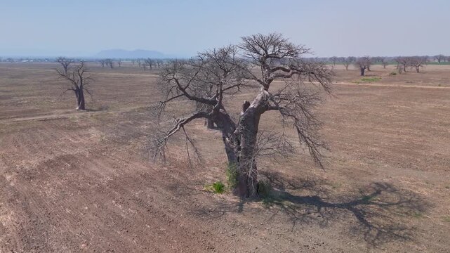 Aerial drone footage moving over an arid area dotted with baobab trees in Malawi. Its massive trunk and twisted, leafless branches create a dramatic silhouette against the blue sky and mountain range.