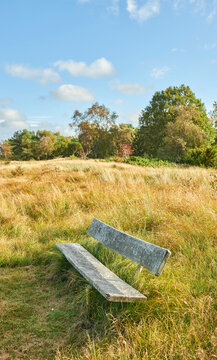 Bench, vacant and resting area in woods with seat, overgrown grass or open space in green environment. Wilderness, empty or chair with trees, vegetation or secluded backrest in outdoor setting.