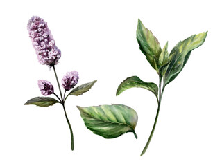 Peppermint herb set watercolor illustration. Mentha longifolia flower, leaves and sprig for pharmaceutical syrup packaging, apothecary herbal tea label, organic medicine and cosmetic branding design © AnKa