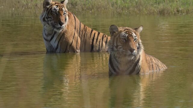 Two male Bengal tigers cooling off at Ranthambore National Park