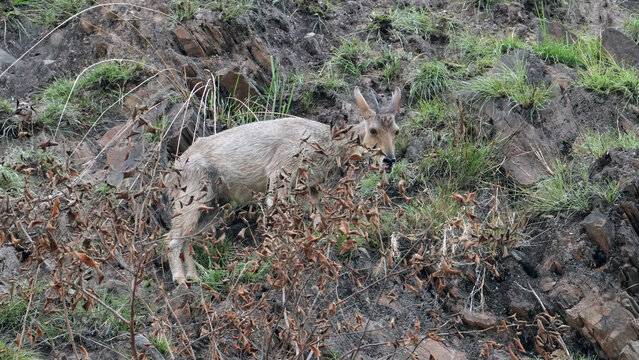Himalayan Goral Walking on Rocky Mountain Slope in Natural Wild Habitat