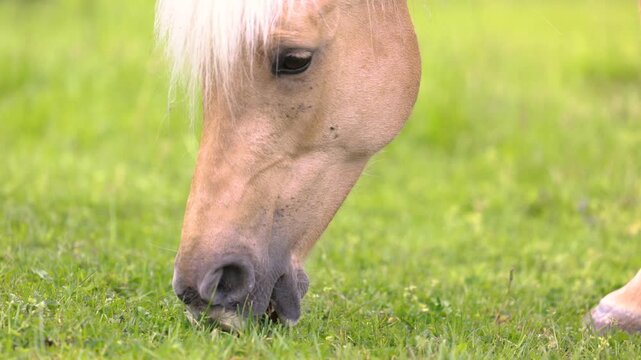 Palomino Barb mare grazing on pasture with foal nearby in summer meadow