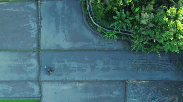 Aerial View of Rice Planting Activity in Bantul, Yogyakarta, Farmer Working in Lush Paddy Fields
