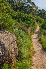 Obraz premium Earth, hiking trial and nature with scenery in green environment for mountain terrain. Dirt path, route and scenic with habitat outdoor in natural conservation park for eco tourism or sustainability