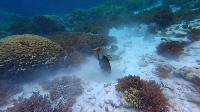 The titan trigger fish in Underwater Wonders of the Tropical Reef with Beauty of Coral Reef Biodiversity and view of colorful tropical fish and coral reef ecosystem	