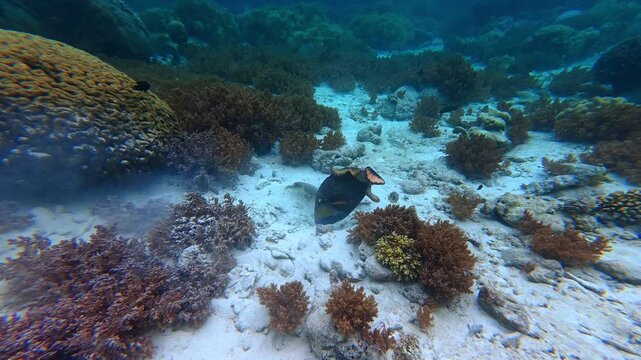 The titan trigger fish in Underwater Wonders of the Tropical Reef with Beauty of Coral Reef Biodiversity and view of colorful tropical fish and coral reef ecosystem	