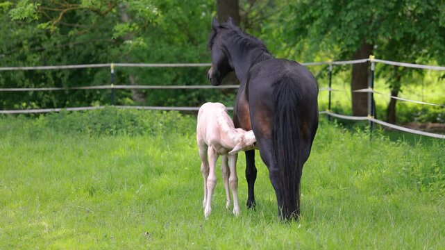 Palomino Barb foal nursing from lactating mare on pasture during peaceful springtime countryside scene