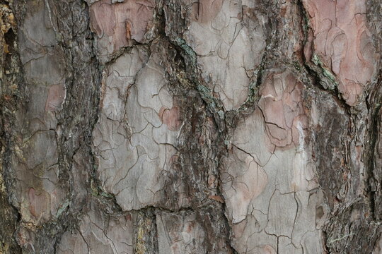 bark of a tree