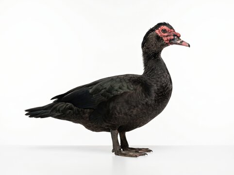 Black Muscovy duck isolated PNG on transparent background, domestic waterfowl for poultry farming and culinary design