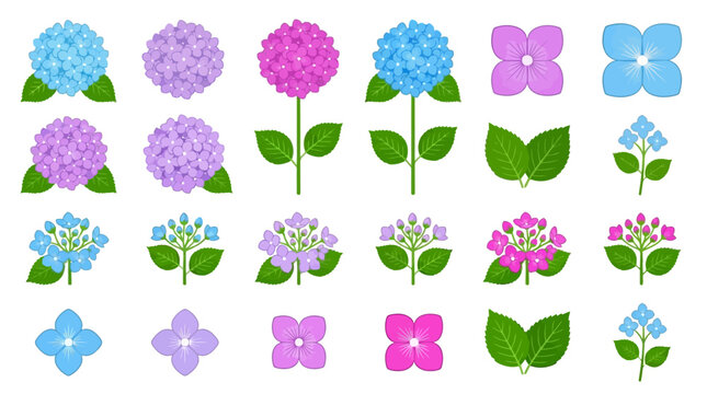 Set of colorful hydrangea flower illustrations and elements.