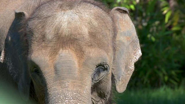 Close Up of an Asian Elephant Head and Trunk in Australia Zoo