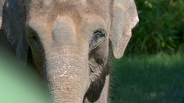 Close Up of an Asian Elephant Face and Trunk in Australia Zoo