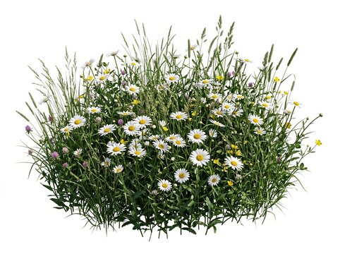Wildflower meadow patch with daisies and clover isolated PNG on transparent background, botanical 3D render for landscape design and gardening concept.