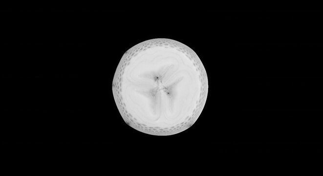 A top-down, black and white macro view of a circular banana slice, showing the fibrous texture and central seed pattern against a solid