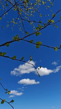 Vertical view of tree branches with new leaves against a blue sky with clouds. spring growth, nature vertical, fresh foliage.