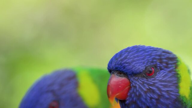 Close Up of Rainbow Lorikeet Parrots in Gold Coast Australia