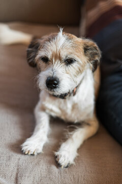 Ein kleiner Terrier Hund liegt neben einem Mann auf einem Sofa. Zuhause, Haustier.