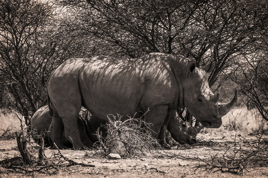 Rhinoc&eacute;ros &agrave; l'ombre d'un arbre dans la savane en Namibie