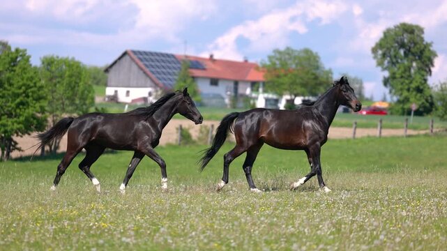 Warmblood sport horses galloping and playing together on sunny pasture during energetic herd movement