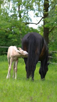 Palomino Barb foal nursing from lactating mare on pasture during peaceful springtime countryside scene
