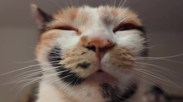 Calico Cat Close Up Portrait Horizontal 4K Footage Relaxed Feline Eyes Closed Contented Expression Whiskers Fur Detail Domestic Pet Candid Video