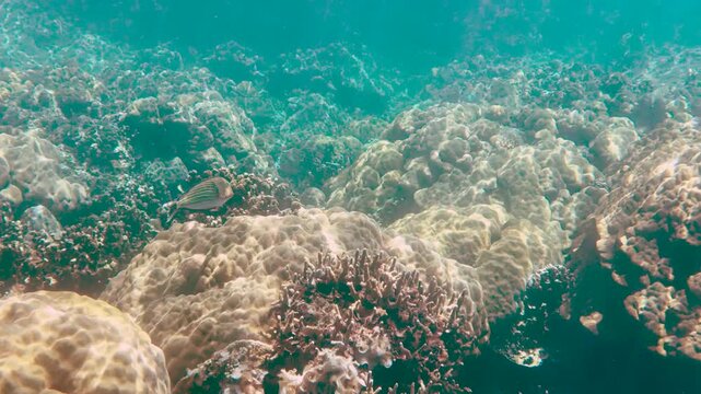 Striped Surgeonfish Swimming Over a Vibrant Coral Reef in Palau