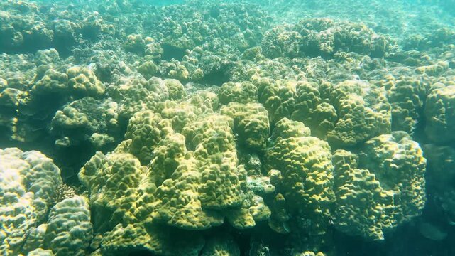 Underwater View of Massive Hard Coral Formations in Palau Pacific Ocean
