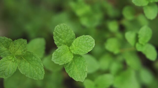 Fresh mint leaves close up with natural texture and vibrant green detail
