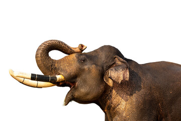 Profile portrait of a large Asian elephant with tusks raising its trunk isolated on a white background. © wannasak